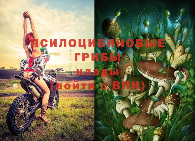 Псилоцибиновые грибы Psilocybe  купить наркоту  маркетплейс формула  Карачев  ссылка на мегу зеркало 